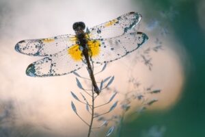 Dragonfly Photo by Сергій Мірошник, CC BY-SA 4.0