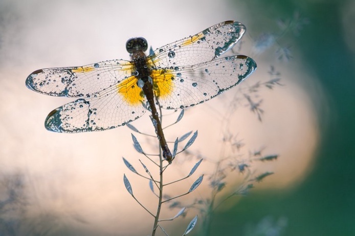 Dragonfly Photo by Сергій Мірошник
