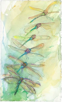 Dragonflies by Peggy MacNamara